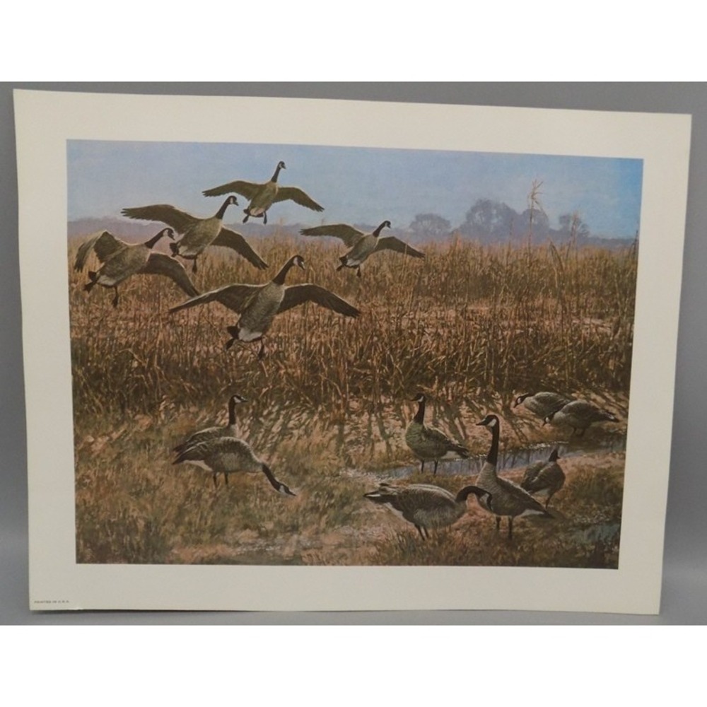 Tom Beecham Canadian Geese Art Print 11" x 14" Wildlife W/ 1 Inch Border